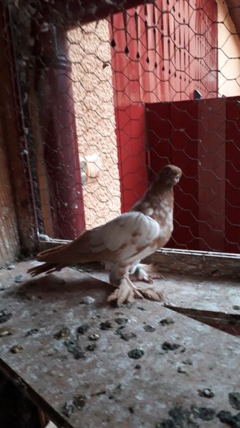 20191003_181716(0) - Pui Fluture polonez 2019