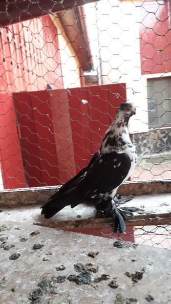  - Pui Fluture polonez 2019