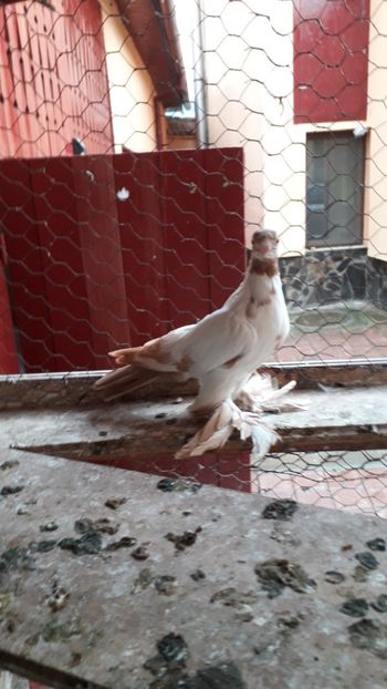  - Pui Fluture polonez 2019