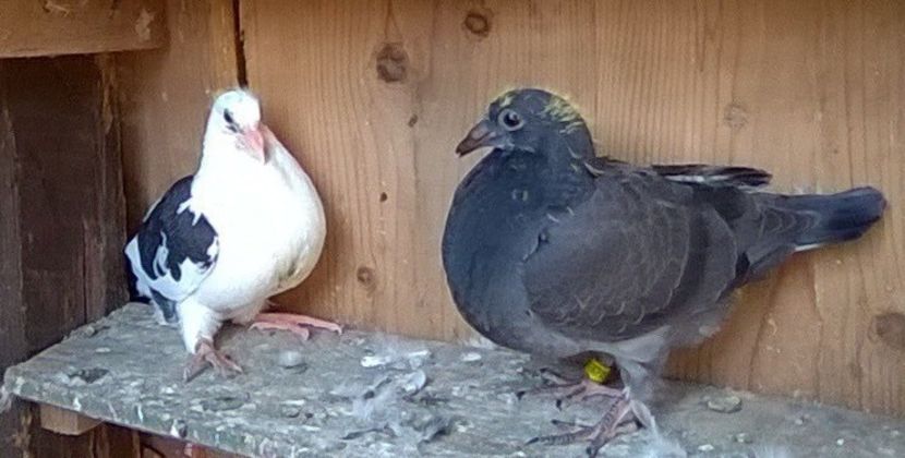 02.10.2019 mama albă cu  pată neagră pe coadă si tatăl izabel pe roșu - Porumbei mei Voiajori si Zburatori de Severin