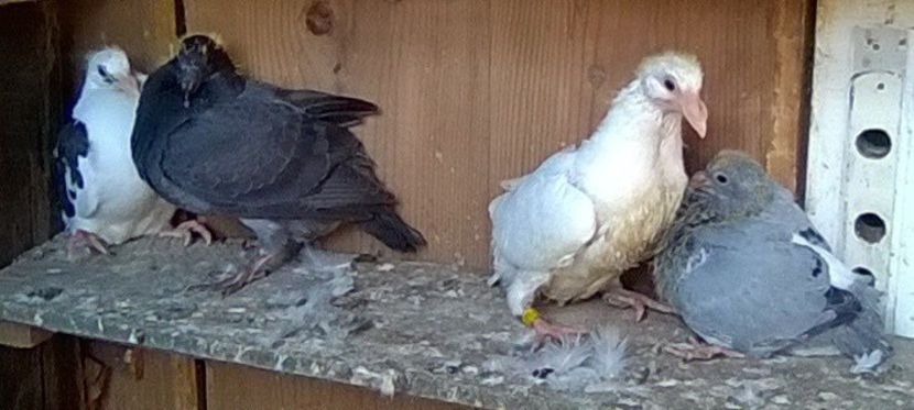 02.10.2019 - Porumbei mei Voiajori si Zburatori de Severin