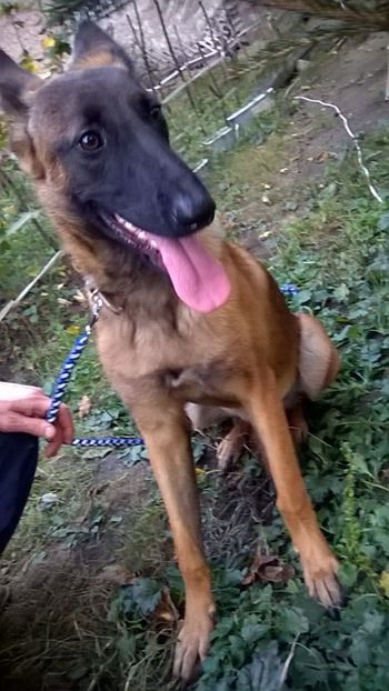 28.09.2019 Ciobănesc belgian Malinois - Catei nostri Paza pasarilor