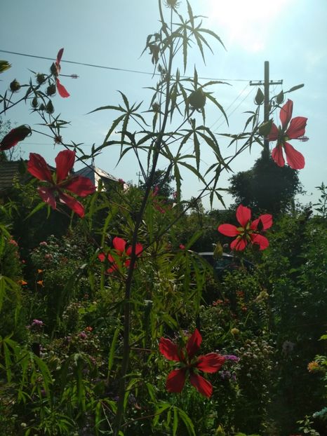  - Hibiscus coccineus