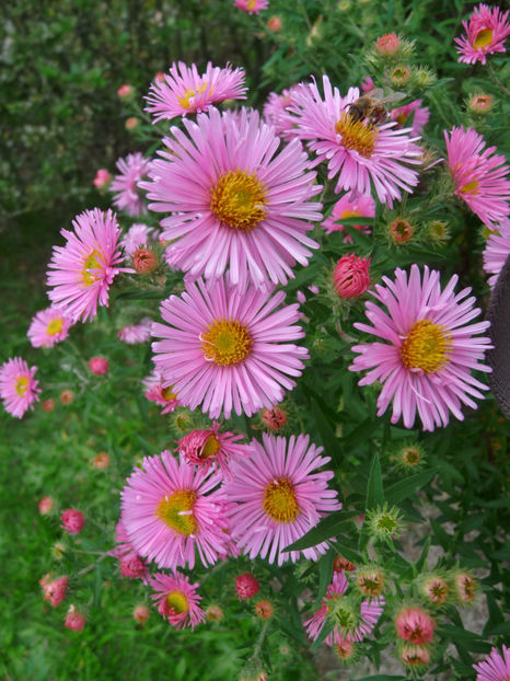  - 2019 - 03 - Toamna