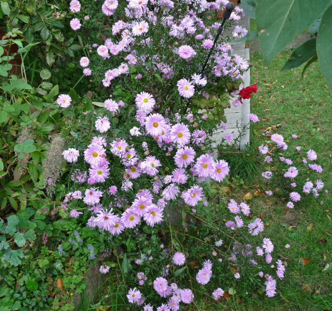  - 2019 - 03 - Toamna