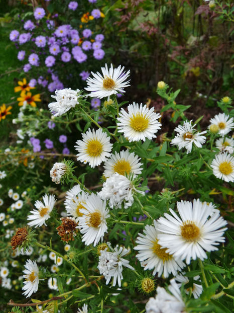  - 2019 - 03 - Toamna