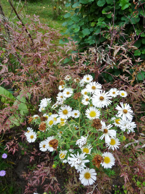  - 2019 - 03 - Toamna