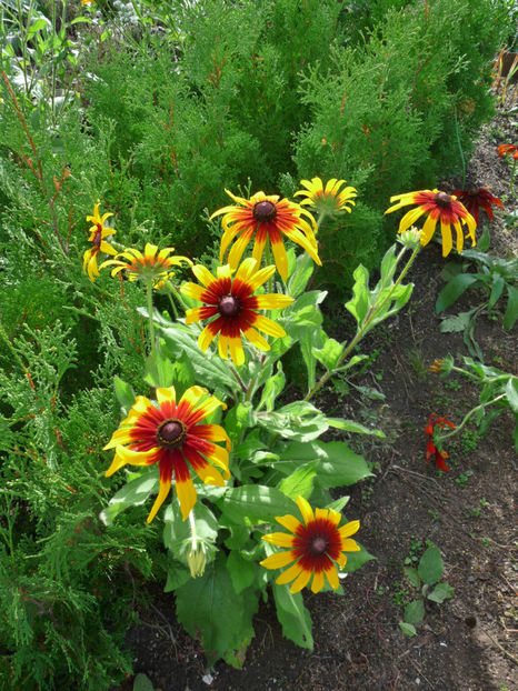  - 2019 - 03 - Toamna