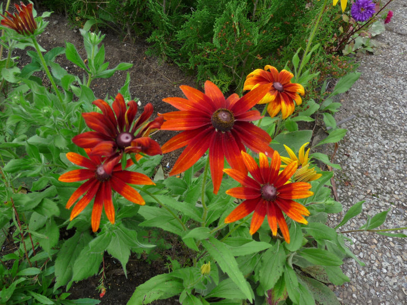  - 2019 - 03 - Toamna