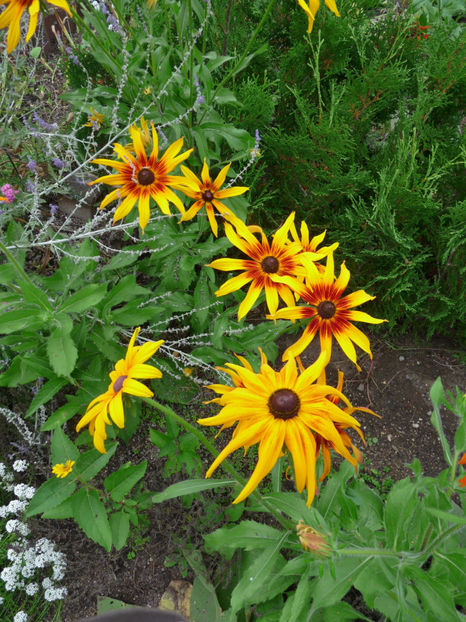  - 2019 - 03 - Toamna