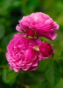 Kaffe Fassett - b Comenzi plante copaci 2018 2019