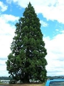 sequoia-sequoiadendron-giganteum_3010_1_1554967979 - Pepiniera Mizil plantat 30sep
