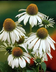 echinaceea-alba-echinacea-purpurea-white-swan_2561_2_1493467214 - Pepiniera Mizil plantat 30sep