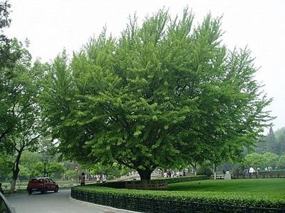 ginkgo-ginkgo-biloba_2307_2_1490271548 - Pepiniera Mizil plantat 30sep