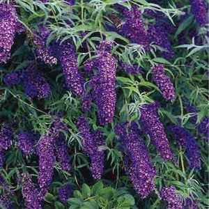 liliac-de-vara-mov-inchis-buddleja-dav-black-knight_2268_2_1490271533 - Pepiniera Mizil plantat 30sep