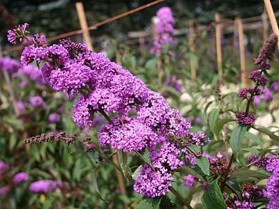 liliac-de-vara-mov-buddleja-dav-border-beauty_2269_1_1490271533 - Pepiniera Mizil plantat 30sep
