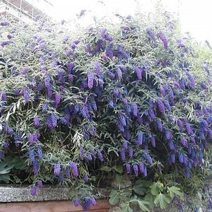 liliac-de-vara-albastru-buddleja-dav-empire-blue_2428_2_1490271584 - Pepiniera Mizil plantat 30sep