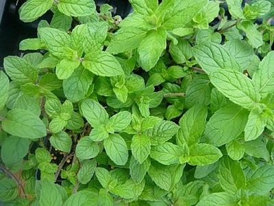 menta-cu-aroma-de-capsuni-mentha-strawberry_2503_1_1490271618 - Pepiniera Mizil plantat 30sep