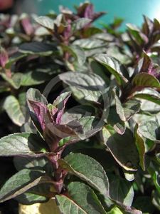 menta-chocolate-mentha-piperita-chocolate_2461_2_1490271595 - Pepiniera Mizil plantat 30sep