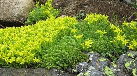 iarba-de-soaldina-sedum-aurea_3023_1_1564655026 - Pepiniera Mizil plantat 30sep