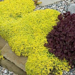 iarba-de-soaldina-sedum-aurea_3023_2_1564655029 - Pepiniera Mizil plantat 30sep