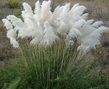 iarba-de-pampas-alba-cortaderia-s-white-plume_2521_1_1490271622 - Pepiniera Mizil plantat 30sep