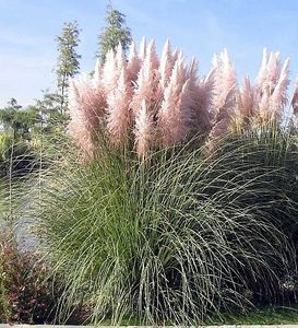 iarba-de-pampas-roz-cortaderia-selloana-rose-plum_2287_2_1495270398 - Pepiniera Mizil plantat 30sep