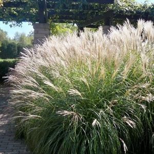 iarba-elefantului-miscanthus-sin-morning-light_2346_2_1490271561 - Pepiniera Mizil plantat 30sep