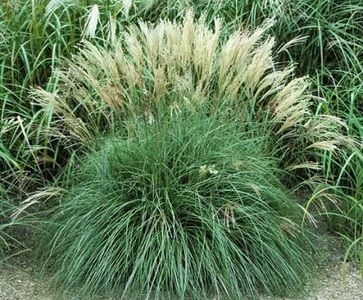 iarba-elefantului-miscanthus-sinensis_2628_1_1497103617 - Pepiniera Mizil plantat 30sep