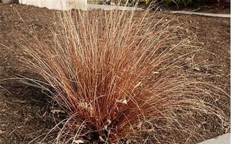 iarba-rosie-carex-buchananii-red-rooster_2866_2_1526325212 - Pepiniera Mizil plantat 30sep