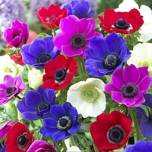 anemone-de-caen-mixed-anemone-de-caen-mixed_3035_1_1567613902 - Bulbi pepiniera Mizil si Lidl