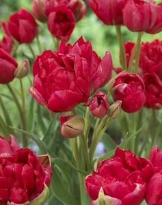 lalele-estatictulips-estatic_2891_2_1533381595 - Bulbi pepiniera Mizil si Lidl