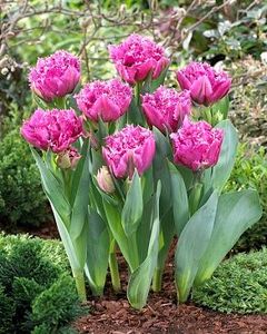lalele-matchpoint-tulips-matchpoint_2876_1_1533382600 - Bulbi pepiniera Mizil si Lidl