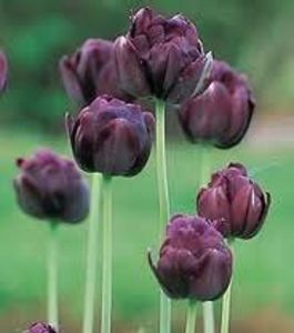 lalele---black-hero_2729_2_1501147300 - Bulbi pepiniera Mizil si Lidl