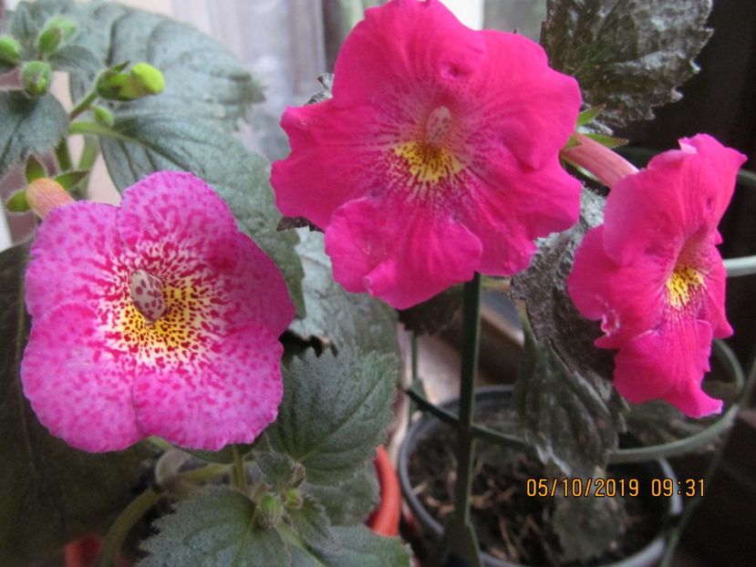  - ACHIMENES 2020 - VANZARI HIBRIZI