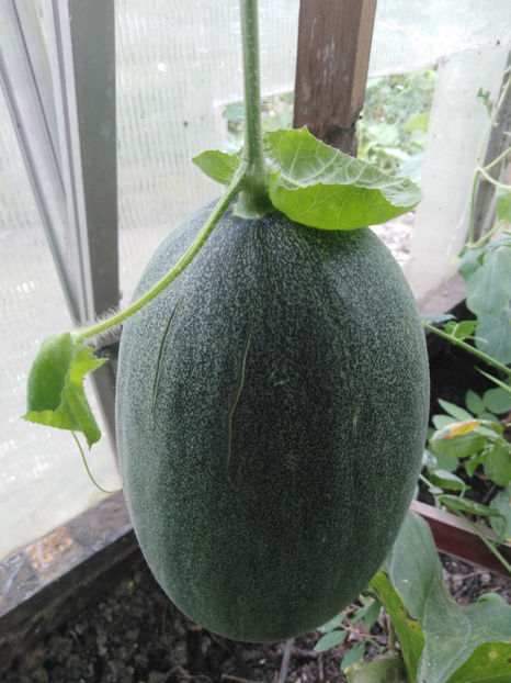 giant melone - ProVegan