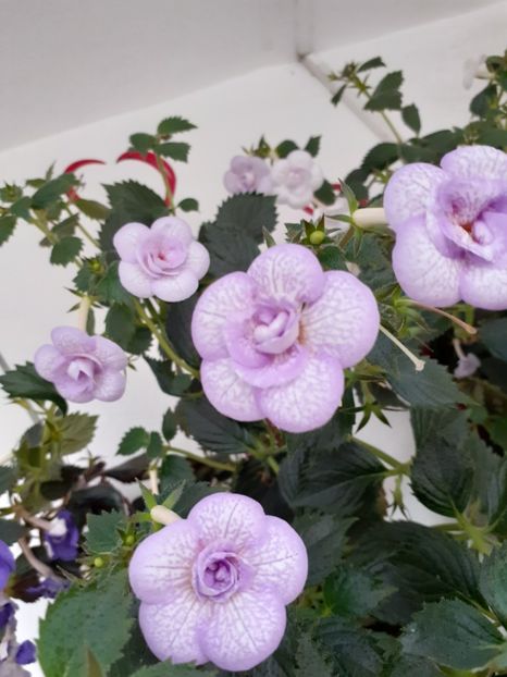 Levender Bliss - AAA RIZOMI ACHIMENES DISPONIBILI -2023