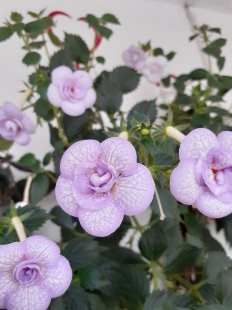  - LAVENDER BLISS