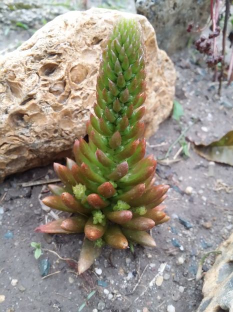  - curtea cu toate cele 2019