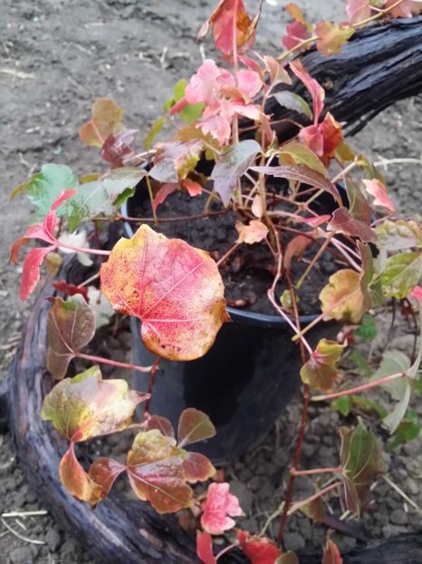  - curtea cu toate cele 2019