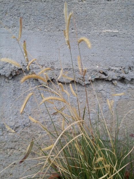  - curtea cu toate cele 2019