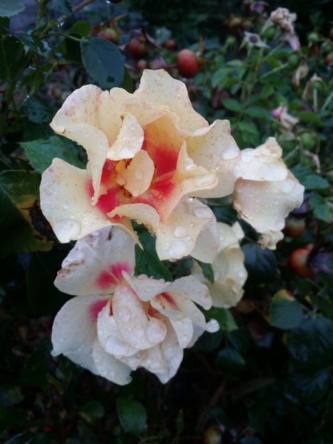  - curtea cu toate cele 2019