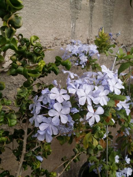  - curtea cu toate cele 2019