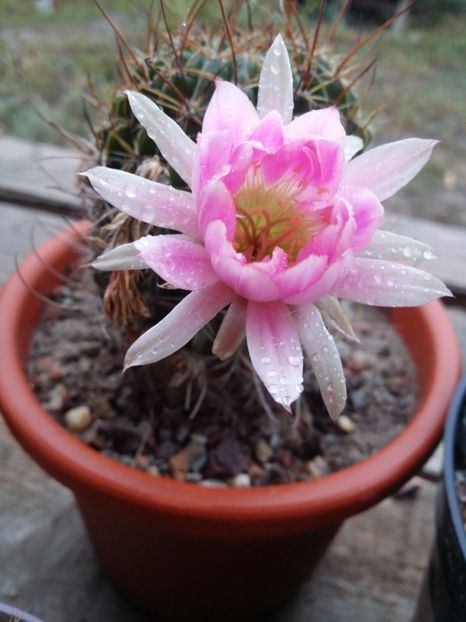  - cactusi 2019