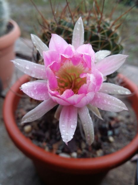  - cactusi 2019