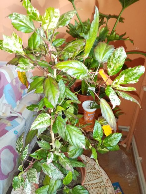 Hibi, frunza variegata - Octombrie 2019