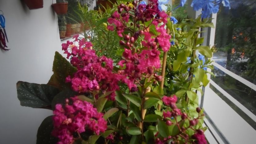 E rosie,de fapt... - Stelute