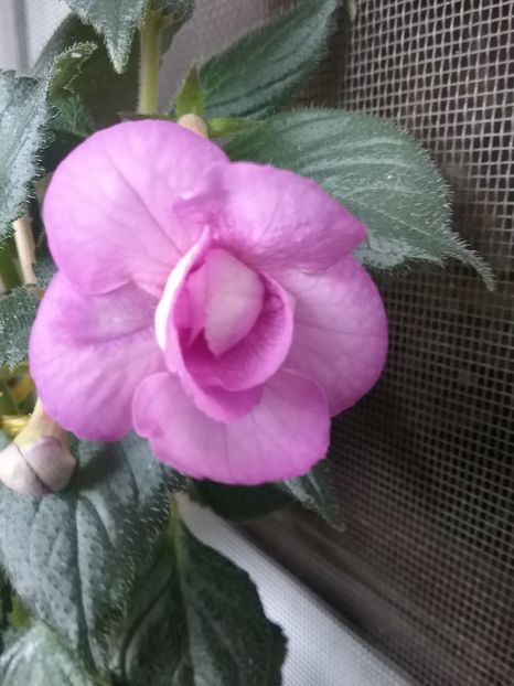 LEVENDER FIZZ - LAVENDER FIZZ