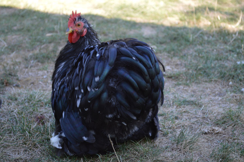  - COCHINCHINA PITIC 2019