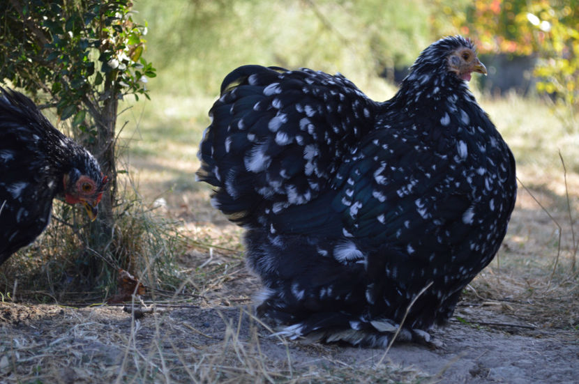  - COCHINCHINA PITIC 2019